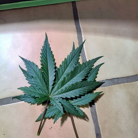 Son Goku growlog timeline photo