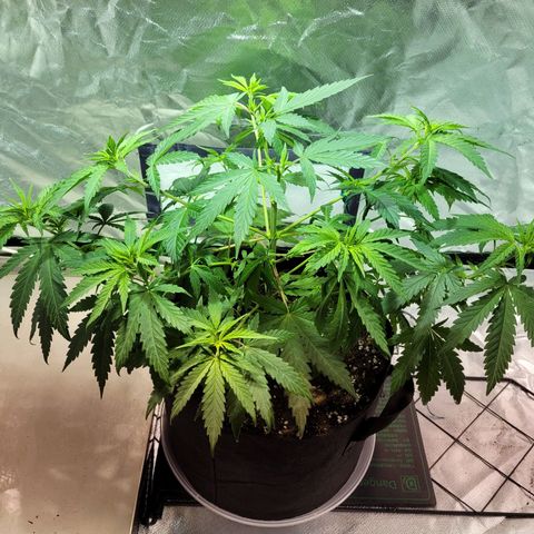 Son Goku growlog timeline photo