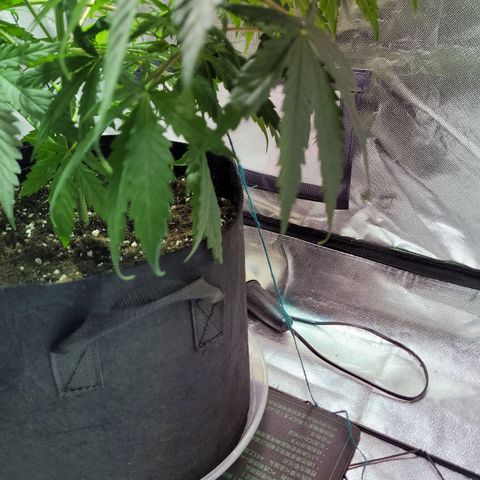 Son Goku growlog timeline photo