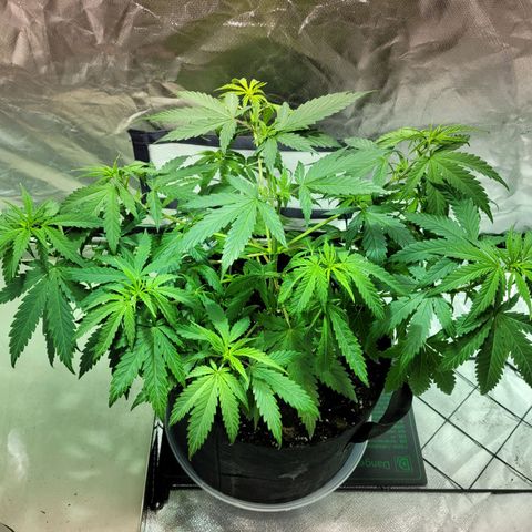 Son Goku growlog timeline photo