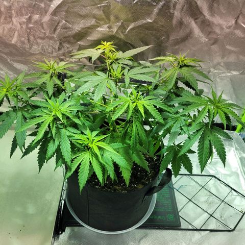 Son Goku growlog timeline photo