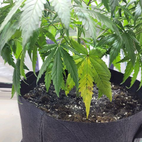 Son Goku growlog timeline photo