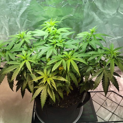 Son Goku growlog timeline photo
