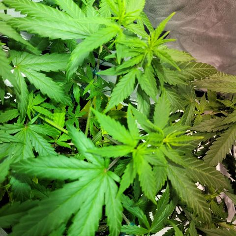 Son Goku growlog timeline photo