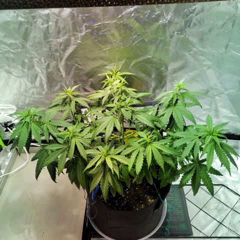Son Goku growlog timeline photo