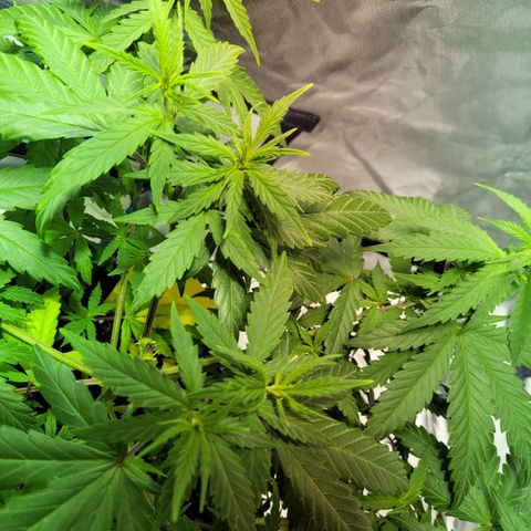 Son Goku growlog timeline photo