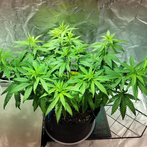 Son Goku growlog timeline photo