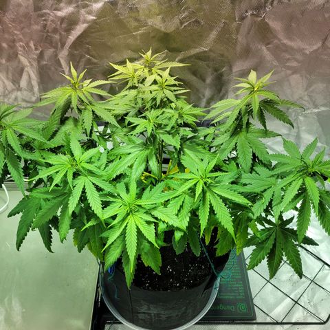 Son Goku growlog timeline photo