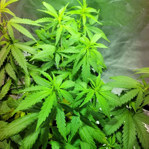 Son Goku growlog timeline photo