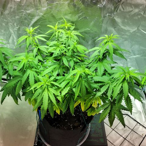 Son Goku growlog timeline photo