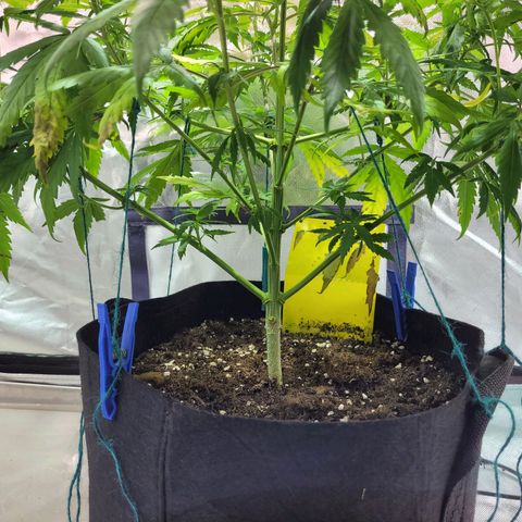Son Goku growlog timeline photo