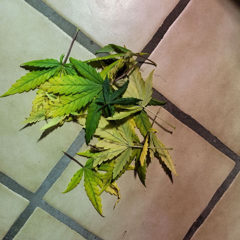 Son Goku growlog timeline photo