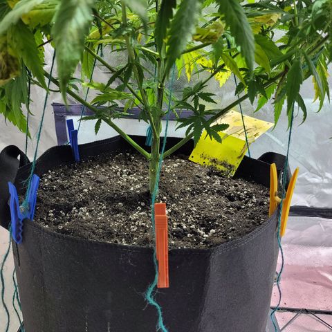 Son Goku growlog timeline photo