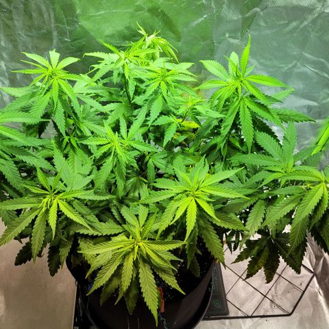 Son Goku growlog timeline photo