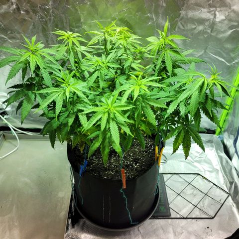 Son Goku growlog timeline photo