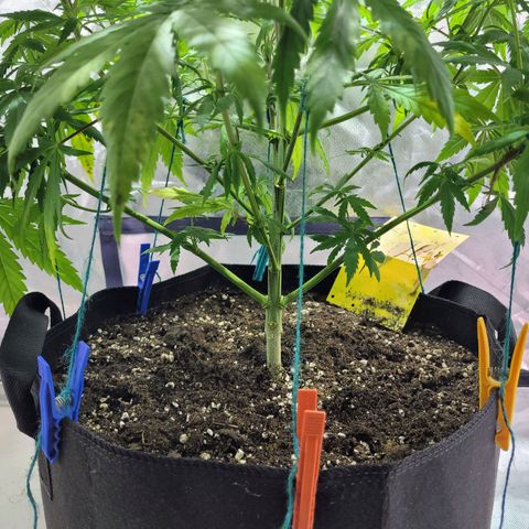Son Goku growlog timeline photo