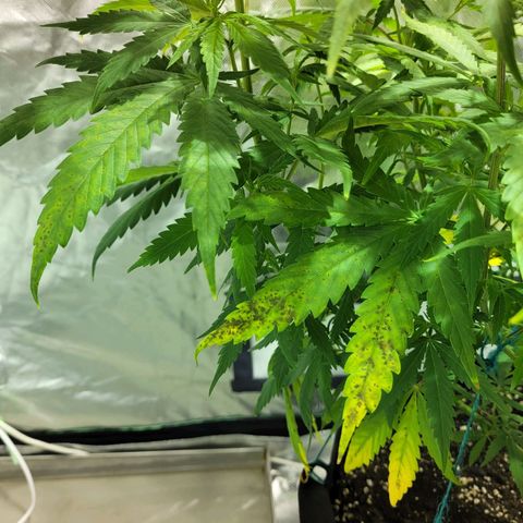 Son Goku growlog timeline photo