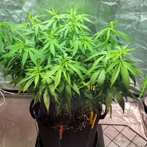 Son Goku growlog timeline photo