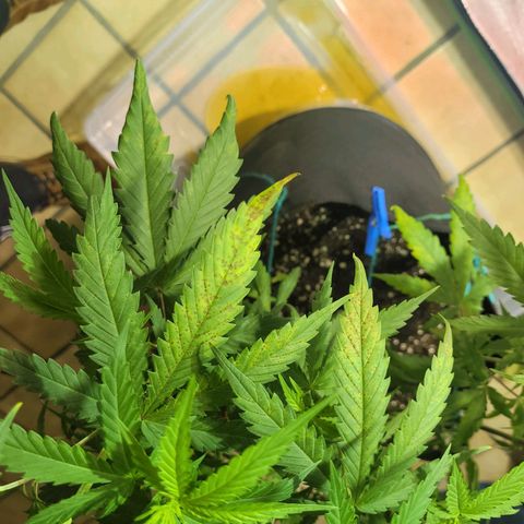 Son Goku growlog timeline photo