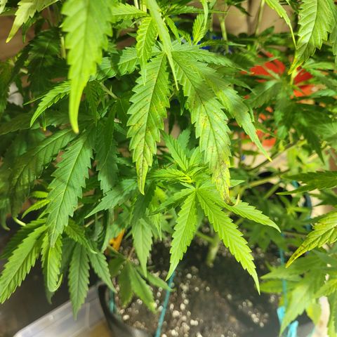 Son Goku growlog timeline photo
