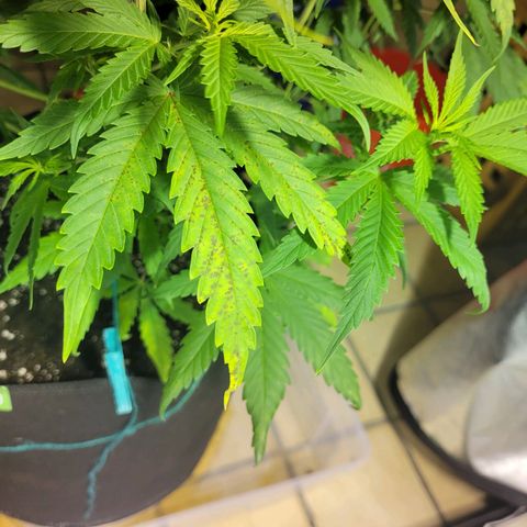 Son Goku growlog timeline photo