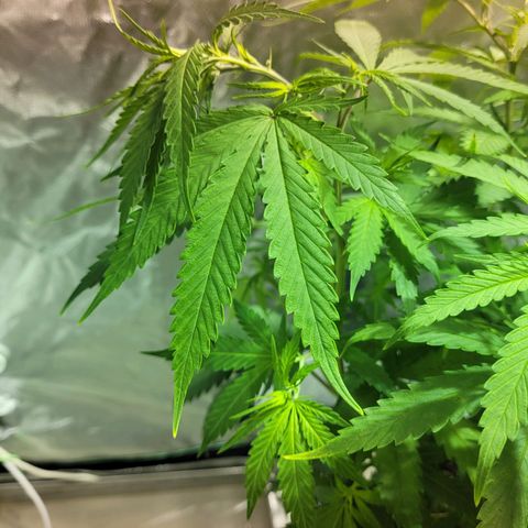Son Goku growlog timeline photo