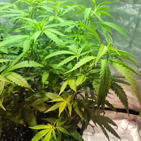 Son Goku growlog timeline photo