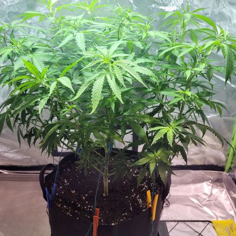 Son Goku growlog timeline photo