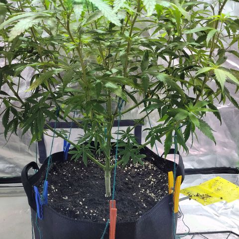 Son Goku growlog timeline photo