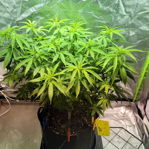 Son Goku growlog timeline photo
