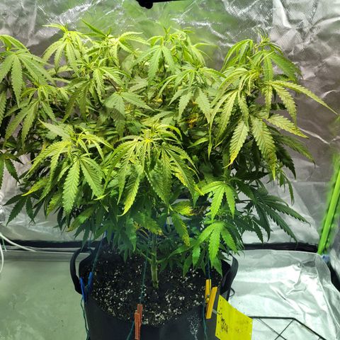 Son Goku growlog timeline photo