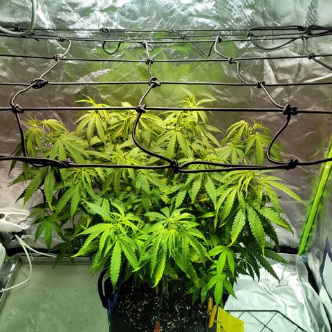Son Goku growlog timeline photo