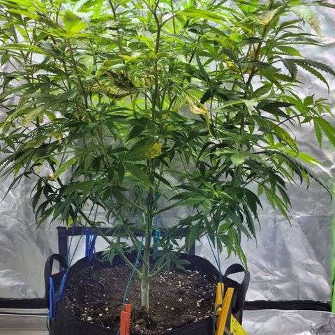 Son Goku growlog timeline photo