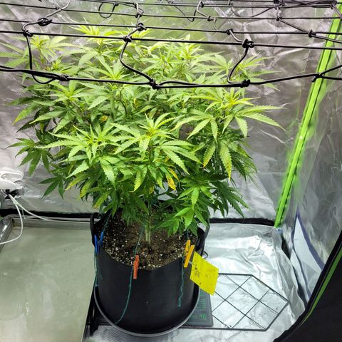 Son Goku growlog timeline photo