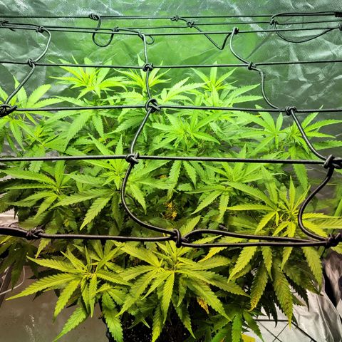 Son Goku growlog timeline photo