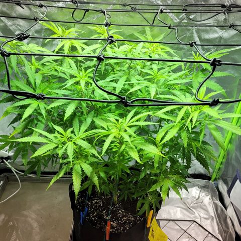 Son Goku growlog timeline photo