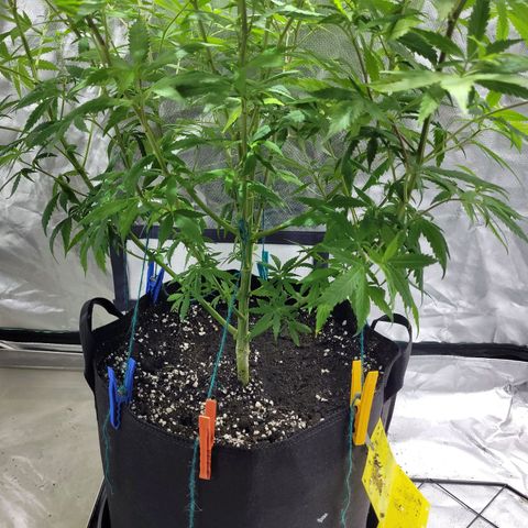 Son Goku growlog timeline photo
