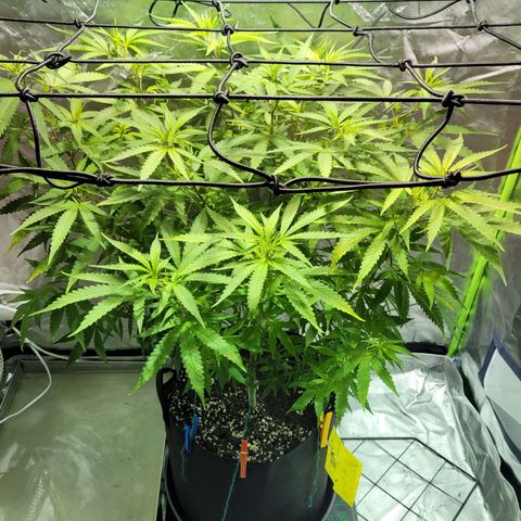 Son Goku growlog timeline photo