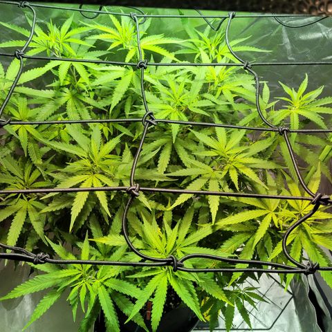 Son Goku growlog timeline photo