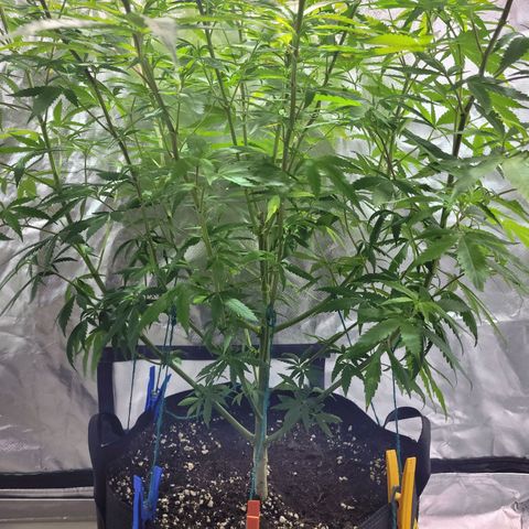 Son Goku growlog timeline photo