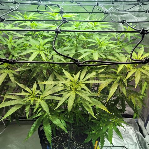 Son Goku growlog timeline photo