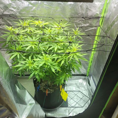 Son Goku growlog timeline photo