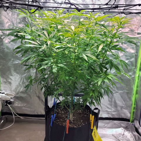 Son Goku growlog timeline photo