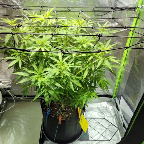 Son Goku growlog timeline photo