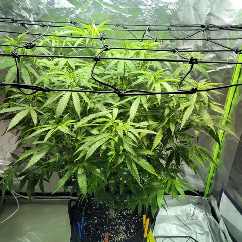 Son Goku growlog timeline photo