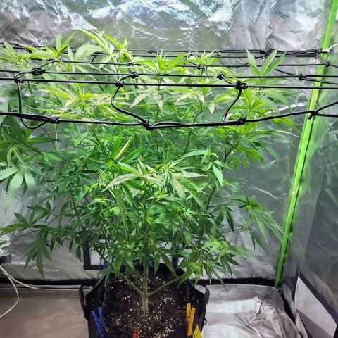 Son Goku growlog timeline photo