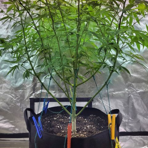Son Goku growlog timeline photo