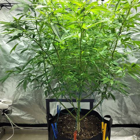 Son Goku growlog timeline photo