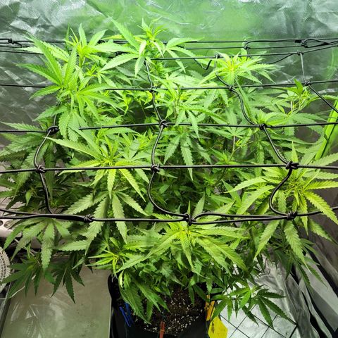 Son Goku growlog timeline photo