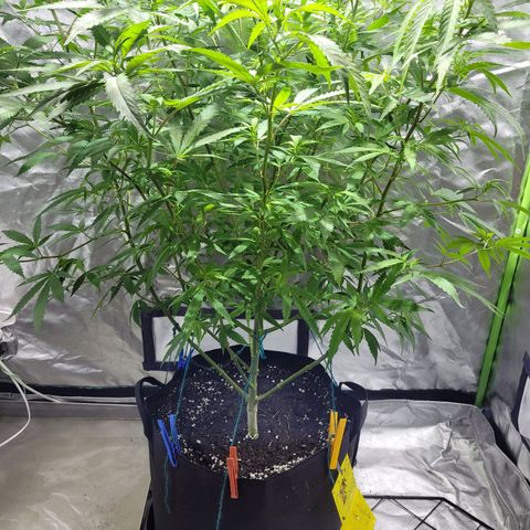 Son Goku growlog timeline photo